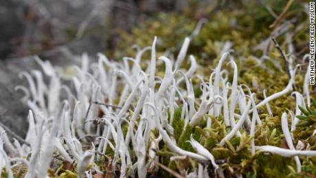 All over the world, lichen takes many forms, like the spaghetti lichen that grows in the Alaskan tundra.