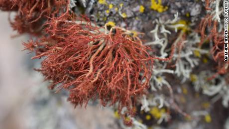 Algae have a symbiotic relationship with a fungus that lives inside this lichen on a rock in the Atacama Desert.