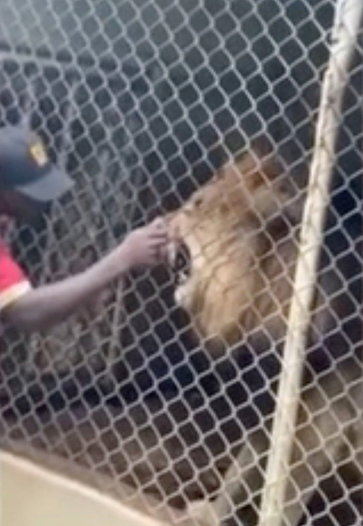 فاجأ الزوار بعد أن عض إصبع عامل حديقة الحيوان من قبل أسد في حديقة حيوان جامايكا